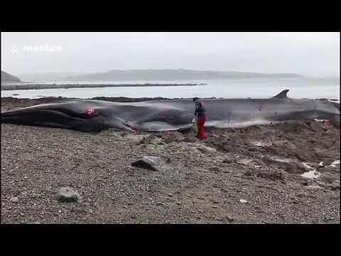 Le strazianti immagini dello spiaggiamento di una balena in Cornovaglia – VIDEO