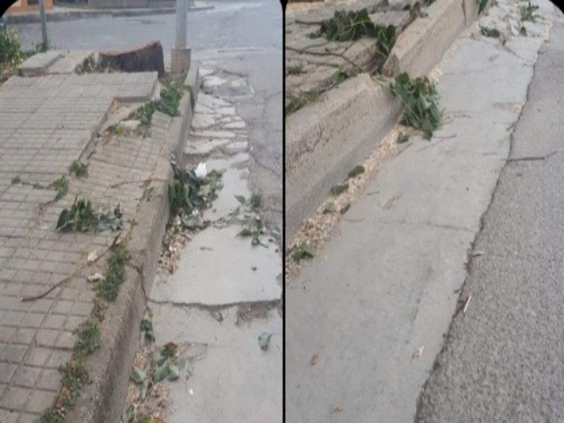 Sestu, tagliati 5 ficus in pieno centro: “Le loro radici hanno distrutto i marciapiedi”