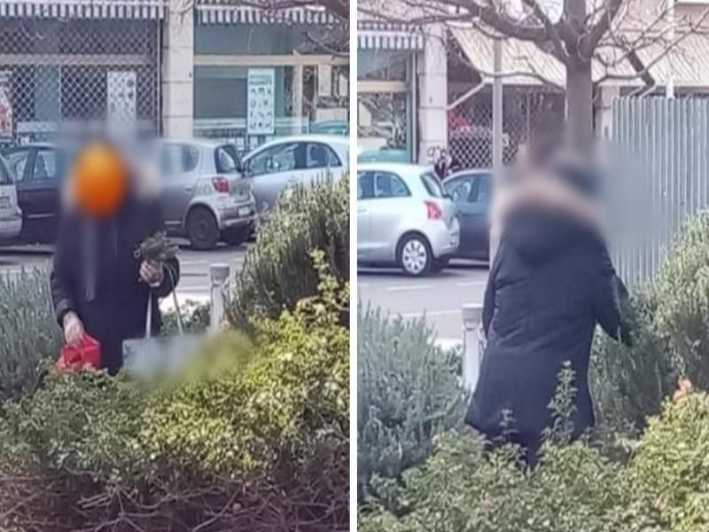 Cagliari, nuova razzia di piantine a San Benedetto: stavolta tocca al Parco della Musica