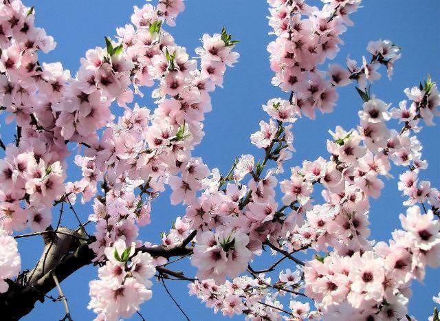 Campagne a secco e piante in fiore in Sardegna, l’allarme di Coldiretti