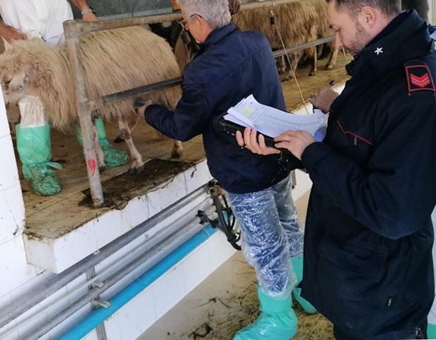 I carabinieri scoprono a Samassi un allevamento con 55 capi ovini rubati: denunciato l’allevatore per ricettazione
