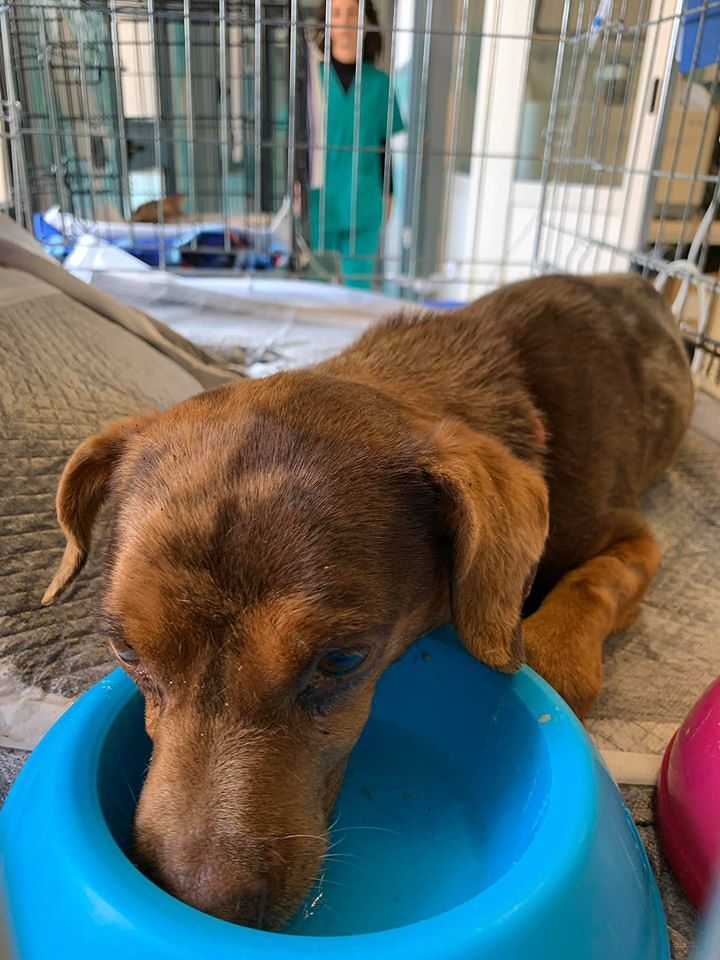 Addio al cagnetto Tigrotto: “Morto perchè la sua famiglia lo ignorava per paura delle spese”