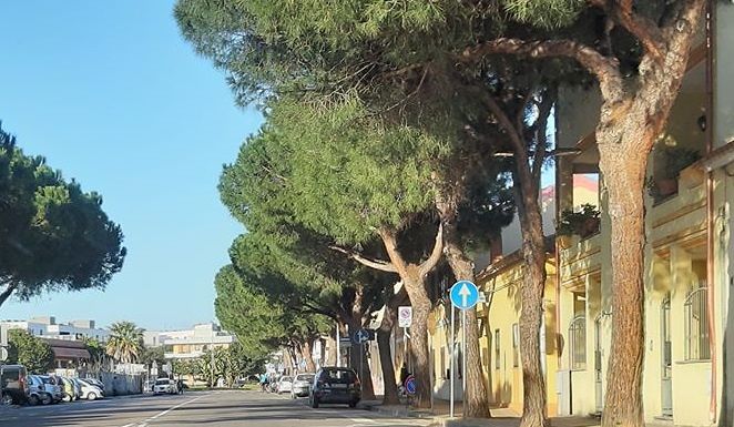 Tensione a Elmas, il Comune taglia alberi di via del Pino solitario: una ragazza si incatena a una pianta