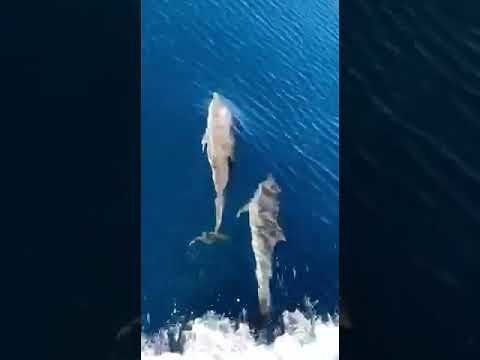 Villasimius, lo show dei delfini ripreso dalla vecchia goletta Maby 2: giocano su un mare bellissimo (VIDEO)