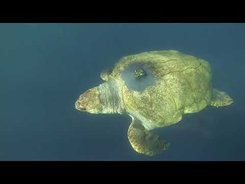 Yoshi la tartaruga “Caretta caretta” celebra la libertà con una nuotata record di 35.000 chilometri – VIDEO