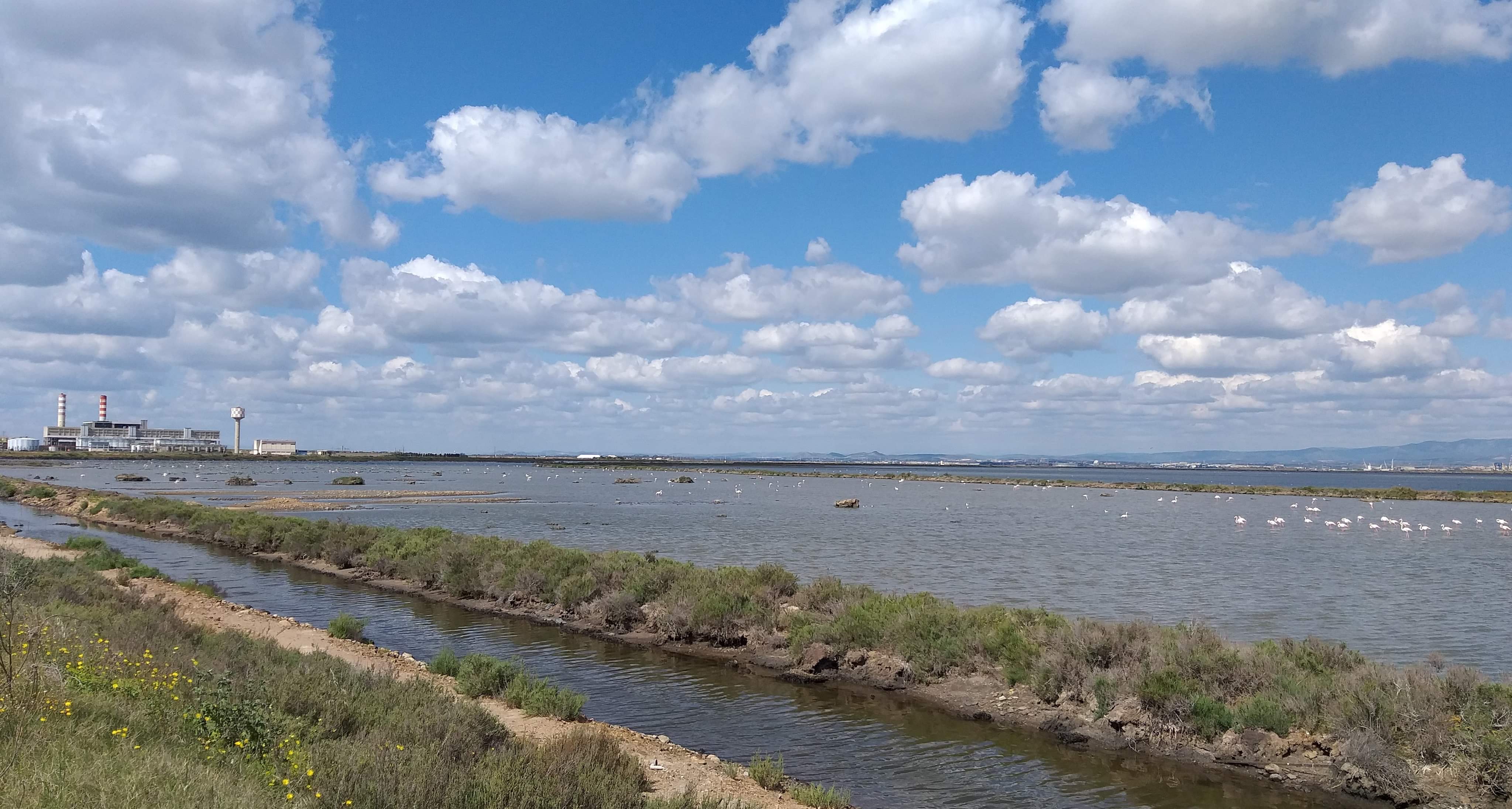 Santa Gilla ai tempi del covid-19: poche auto, una moltitudine di fenicotteri
