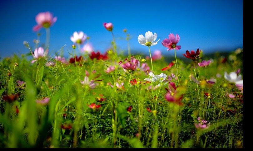 L’allarme di Coldiretti: “Crollo del mercato di fiori e piante, a rischio 200mila posti di lavoro”