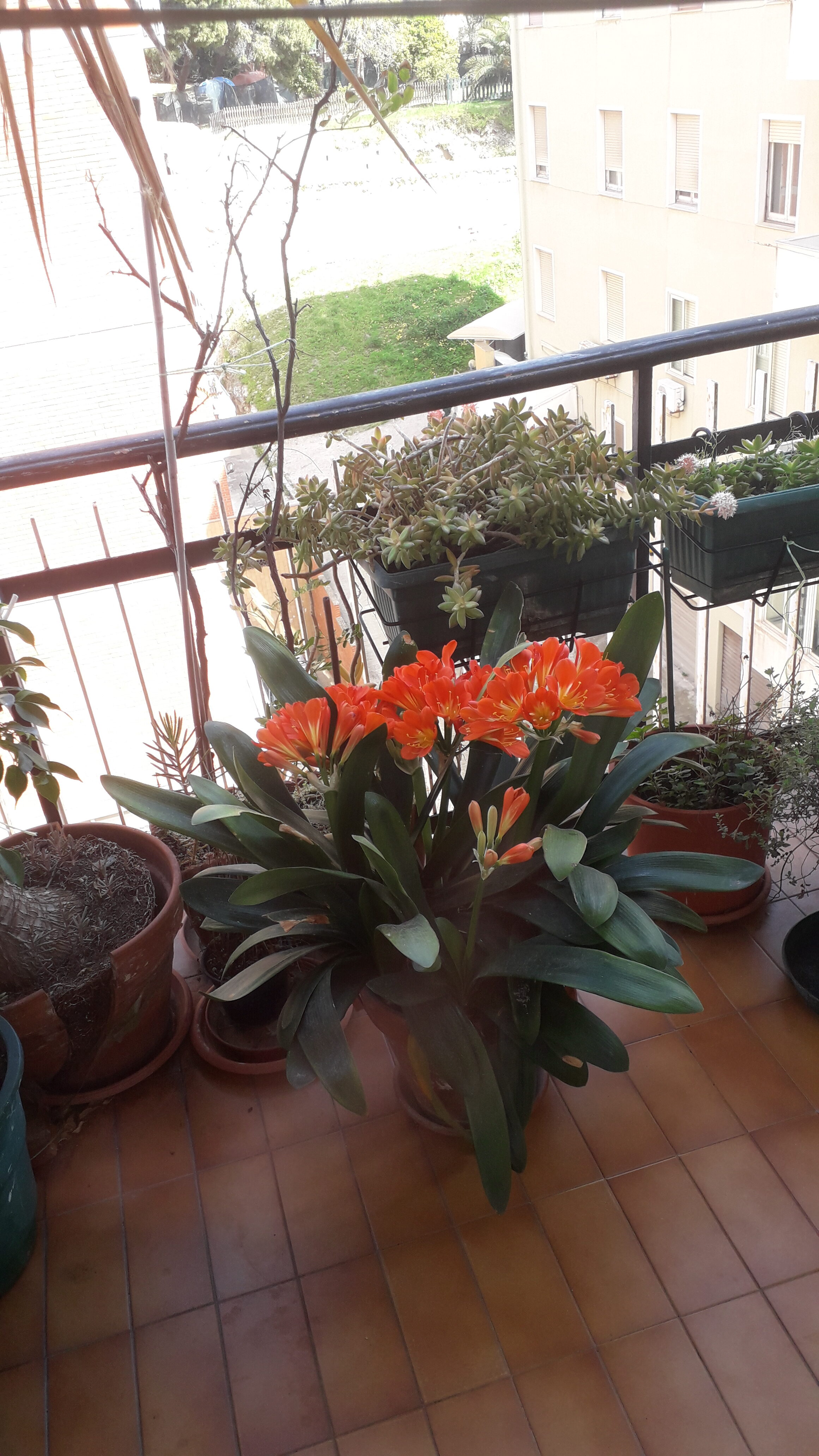 “Da dieci giorni a casa per non incontrare Coronavirus: quanto mi manca mia moglie Pina, qui con i fiori che lei coltivava”