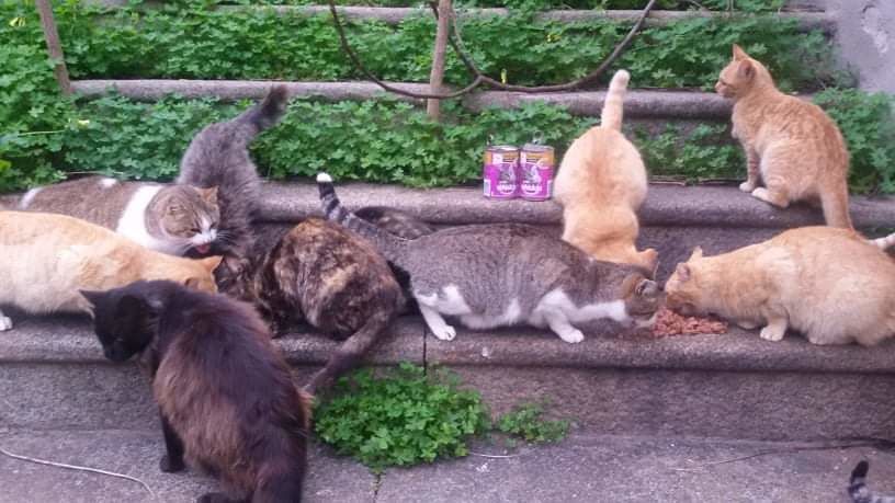 Coronavirus, “a Cagliari chiusi parchi e cimiteri: chi darà da mangiare ai gatti?”