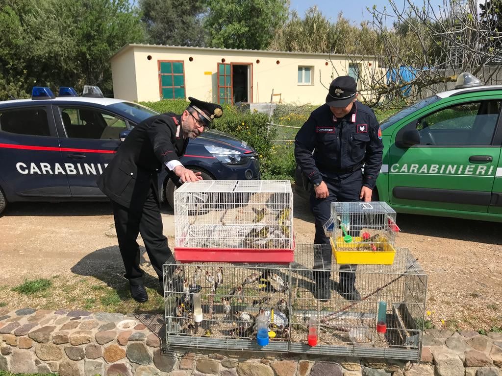 Va a caccia di uccelli nonostante i divieti per Coronavirus, 60enne di Quartucciu denunciato