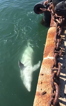 Cagliari, due bellissimi delfini danzano nelle acque del porticciolo di Su Siccu- VIDEO