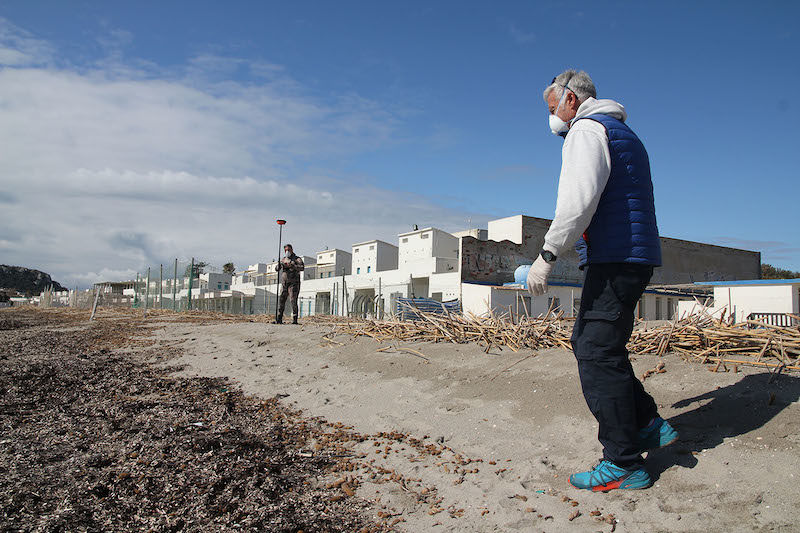Cagliari, inizia questa settimana la rimozione delle canne dalla spiaggia del Poetto