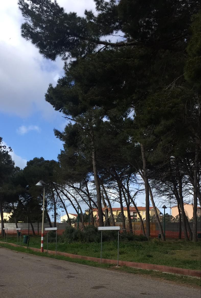 Sassari, messa in sicurezza degli alberi all’ippodromo: 16 piante saranno abbattute