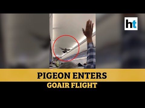 C’è un passeggero speciale sull’aereo: in cabina svolazza un piccione