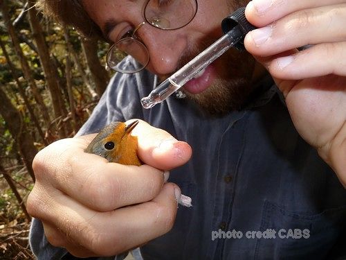 Neanche il Coronavirus ferma il bracconaggio: terzo caso in un mese in Sardegna