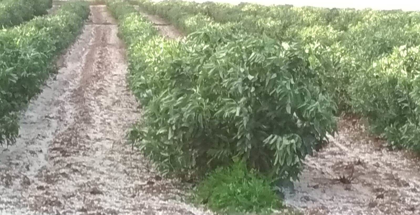 Improvvisa grandinata danneggia i raccolti nelle campagne del Cagliaritano, Coldiretti: “Lo temevano”