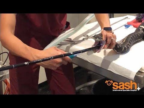 Ingoia un telo di mare, operato il pitone: l’incredibile video