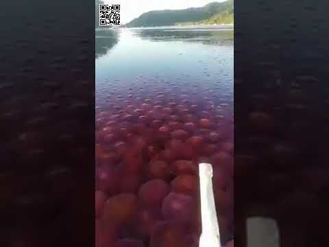 Migliaia di meduse rosa riconquistano la spiaggia deserta a causa del coronavirus -VIDEO