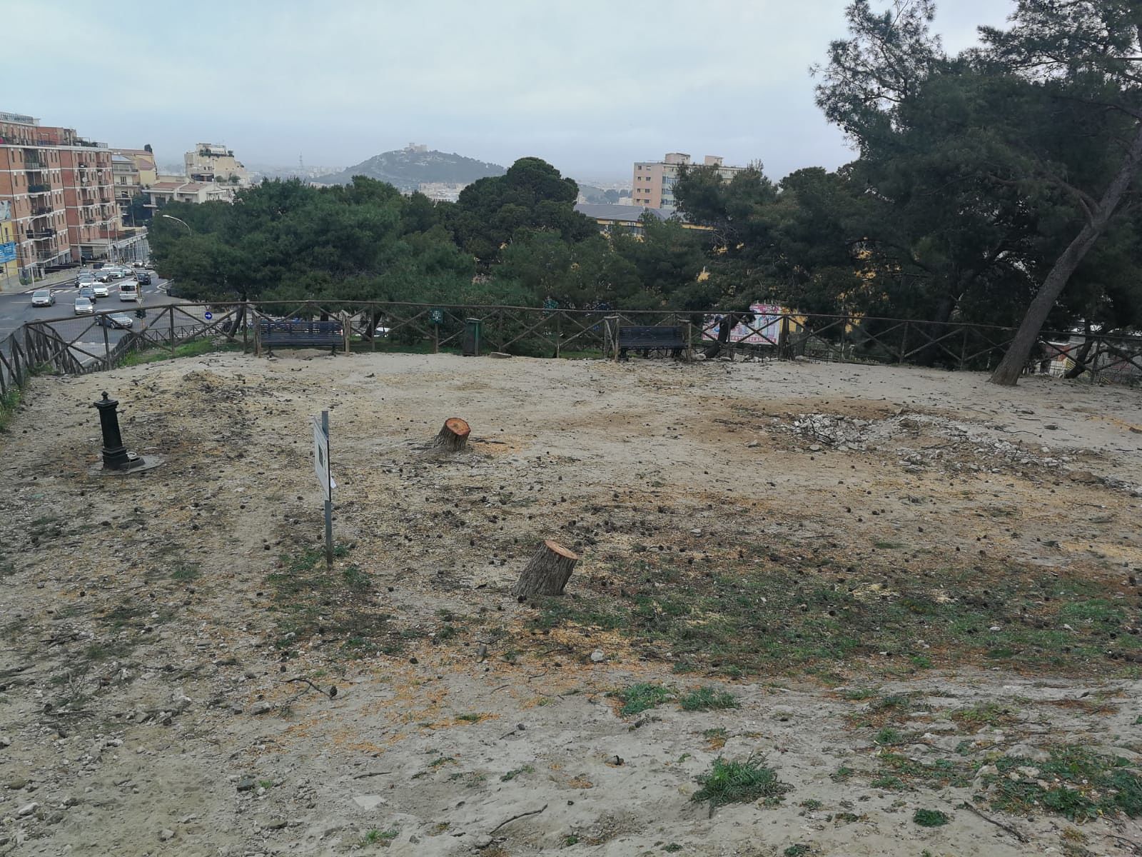 Cagliari, sei pini dell’area cani tranciati a Buoncammino: “La Giunta Truzzu taglia gli alberi in maniera scellerata”