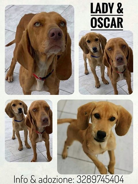 Una segugetta giovane smarrita col suo cucciolo a Villasimius: sos per adottare e conoscere Lady e Oscar