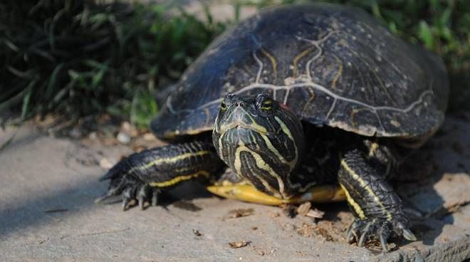 “La tartaruga palustre americana è un pericolo per le specie sarde”: al via il piano di eradicazione