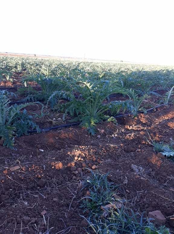 Sanluri entra nelle zone svantaggiate: “Le imprese agricole potranno avere finanziamenti e sgravi fiscali”