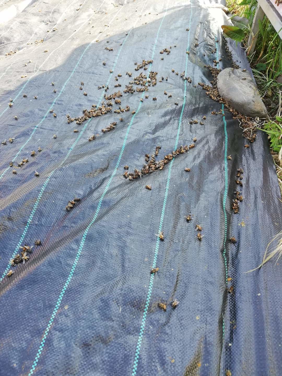 Moria di api a Gonnosfanadiga, il Comune: “Vietati i trattamenti con fitofarmaci e diserbanti”