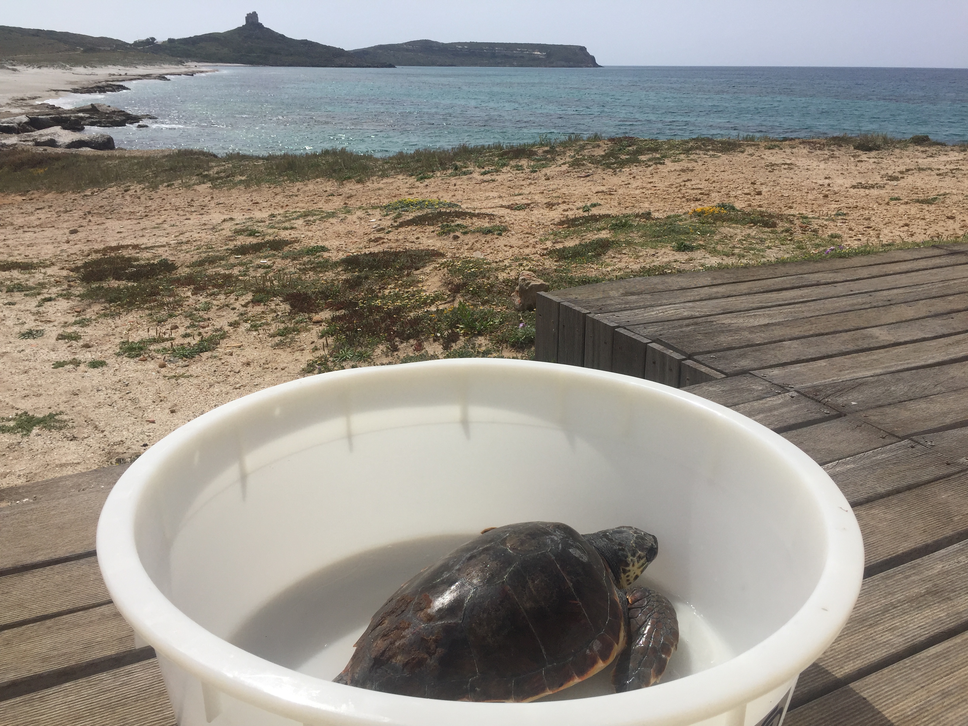 Sardegna, pescatore di Cabras salva una piccola tartaruga impigliata nelle reti