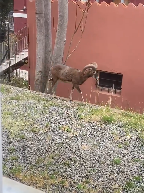 Il buongiorno ad Arbatax: un muflone a spasso per le strade del borgo deserto – VIDEO