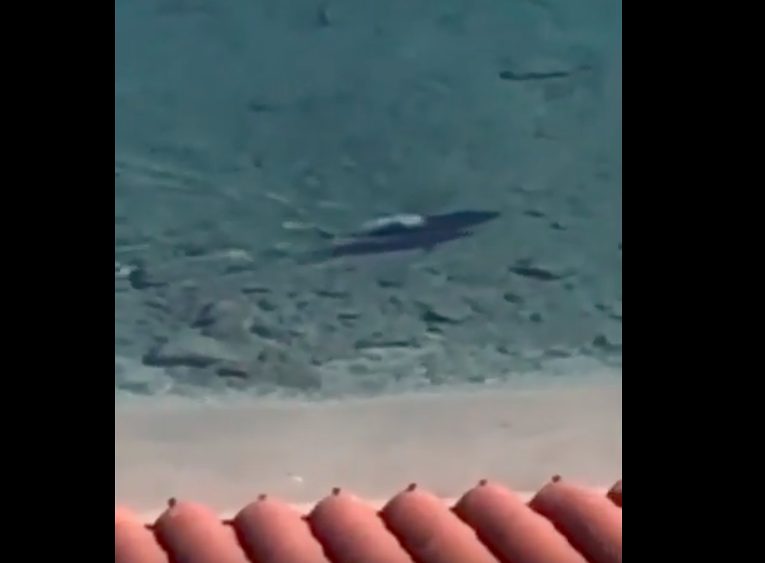 Coronavirus, la natura riguadagna i suoi spazi: squalo nuota davanti alla spiaggia VIDEO