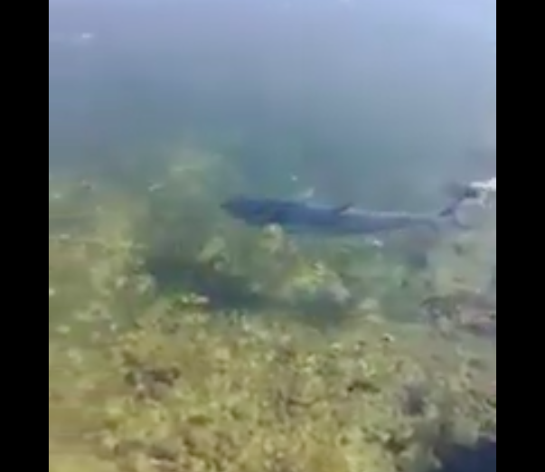 Covid-19, la natura riguadagna i suoi spazi: anche i tonni a riva in Sardegna