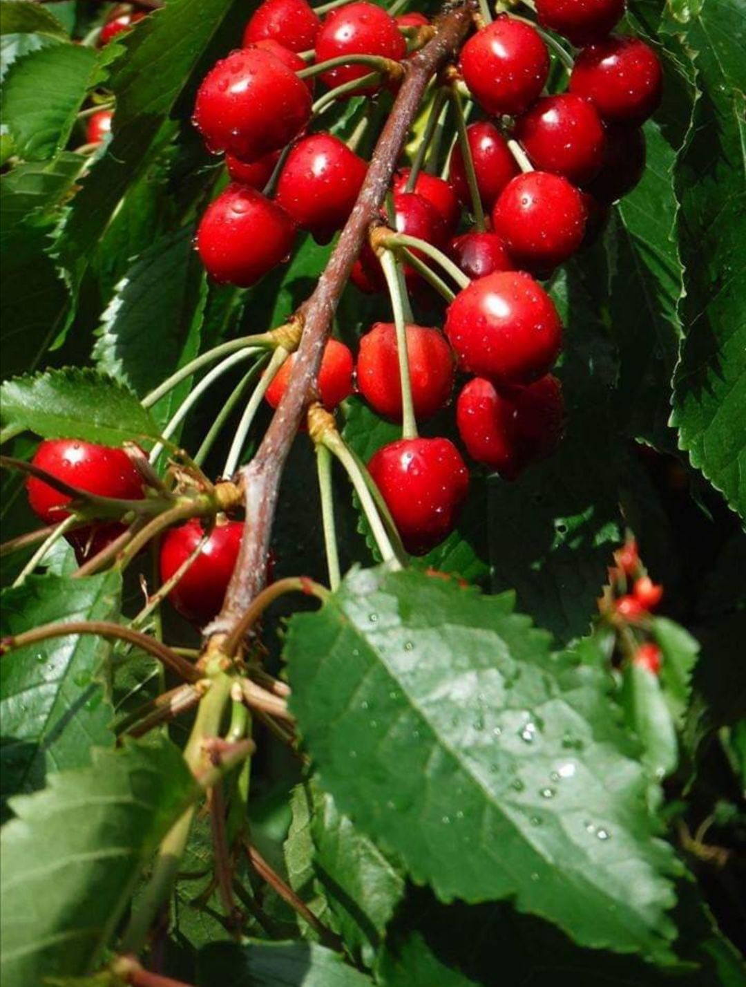 Coronavirus, anche Villacidro e Arborea rinunciano alle sagre tanto attese