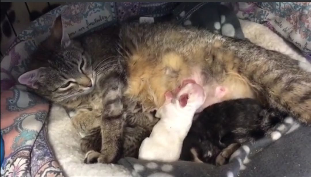 Panzona, la sfortunata e tenerissima gatta che allatta un cucciolo di cane abbandonato