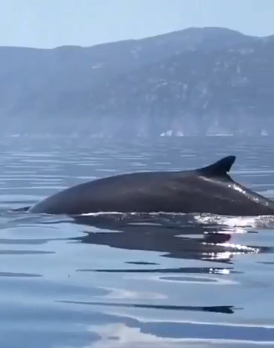 La Sardegna che sorprende: avvistato un gruppo di balene a largo di Cala Gonone
