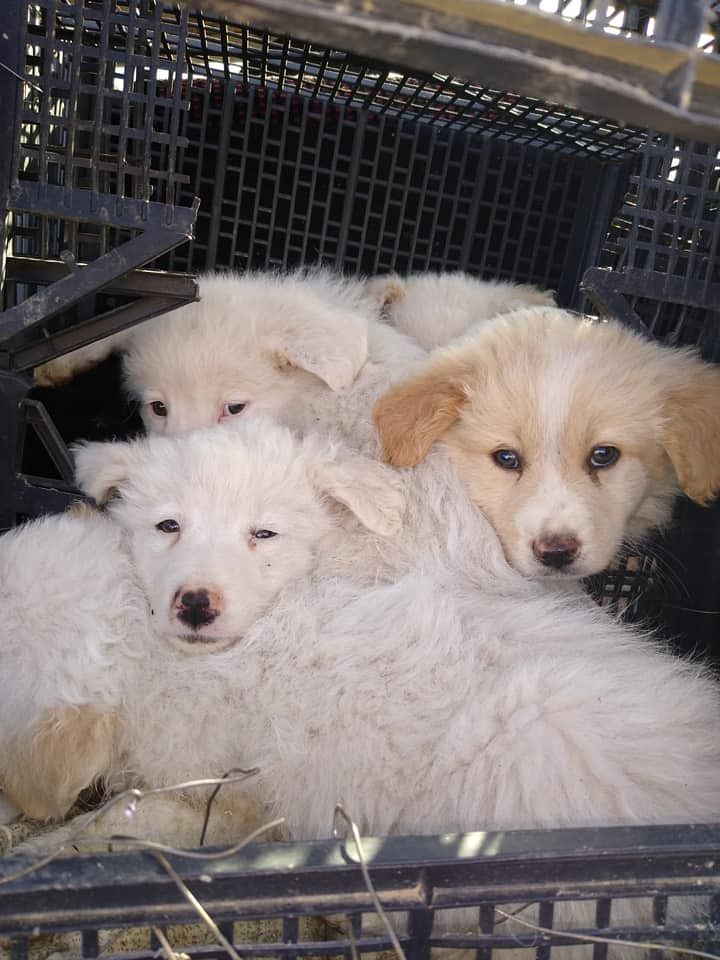 “Cani abbandonati a Settimo, 7mila euro al canile e non alle famiglie in crisi per Coronavirus”