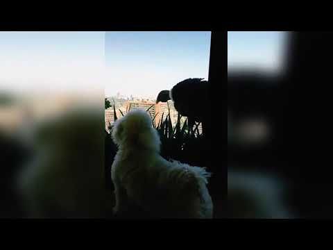 Condor affamati osservano minacciosi tre barboncini dietro la finestra di un appartamento