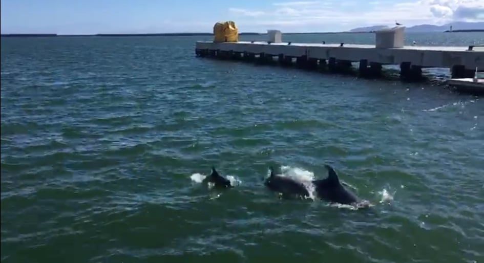 Coronavirus, la natura si riprende Cagliari: branco di 5 delfini incanta Su Siccu