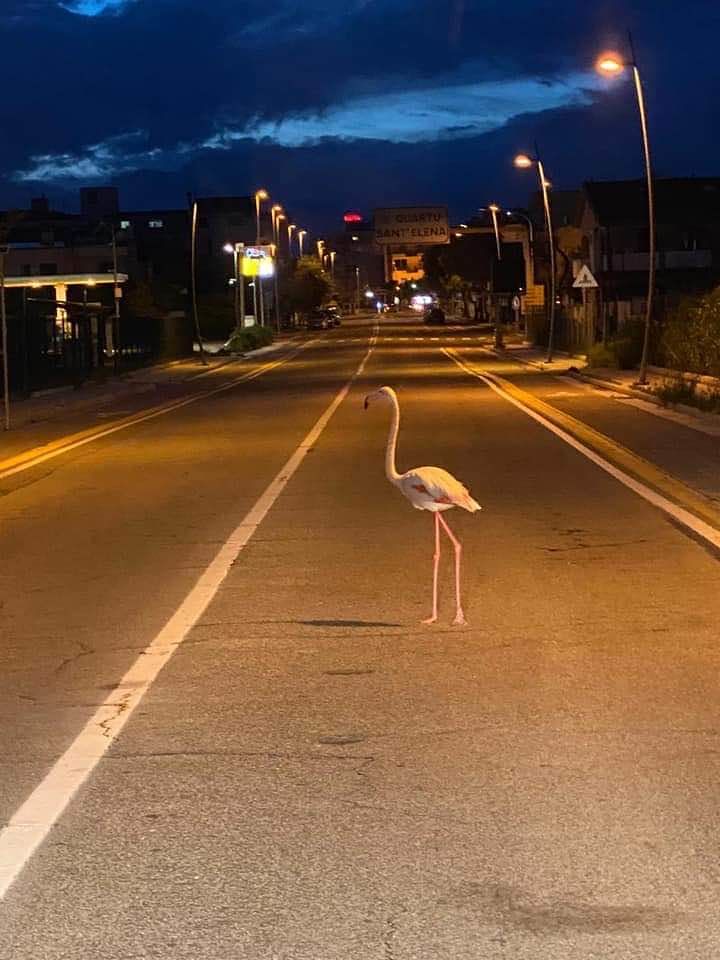 Un fenicottero a Quartu si “prende” viale Colombo, la foto spettacolare nei giorni del Coronavirus diventa virale