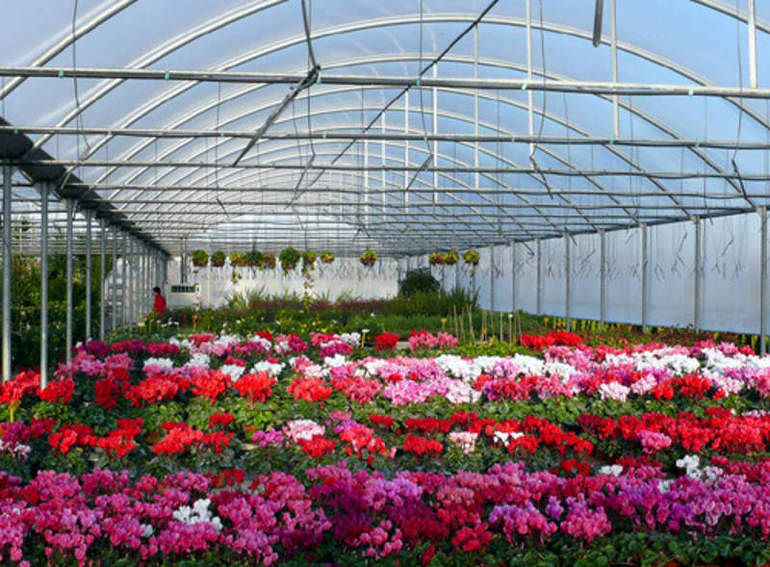 Sardegna, florovivaismo ko a causa del virus: si stimano perdite record del 75 per cento