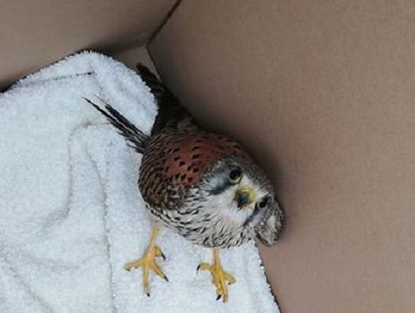 Quartu, gheppio ferito dalle raffiche di vento e salvato dai volontari