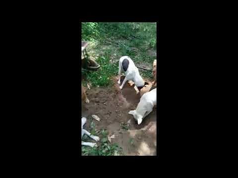 Il video del commovente gesto dei cani che si aiutano a seppellire l’amico a quattrozampe
