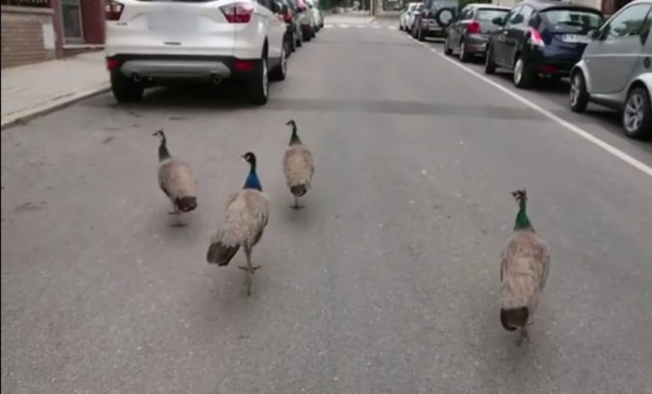 Coronavirus e la città deserta, i pavoni invadono via Leo a Cagliari