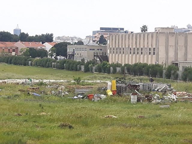 Pasquetta “vietata” per tutti, ma le pecore girano indisturbate per le strade di Pirri nella città deserta