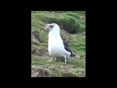 Predatori e prede ai tempi del coronavirus: meno rifiuti e scarti umani in giro e un gabbiano si mangia un coniglio vivo intero