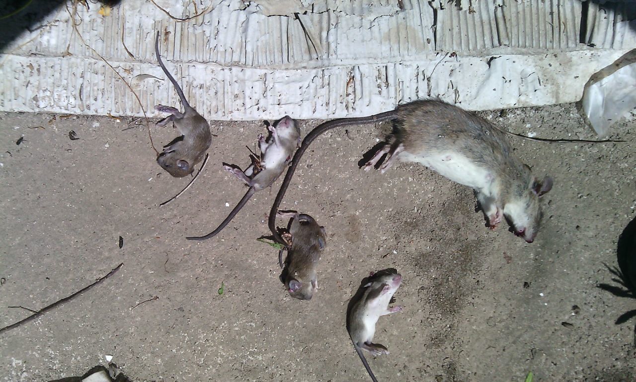 Cagliari, troppi ratti nell’ex scuola di via Zucca: “La roba dei bambini resterà lì”         