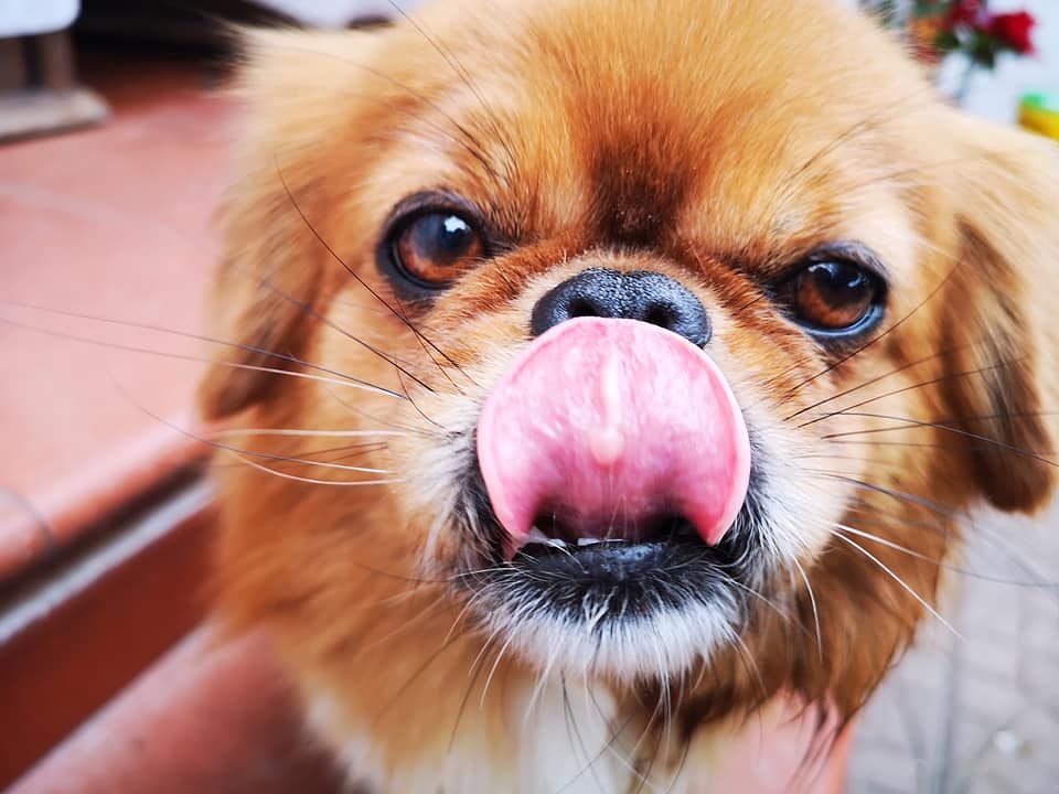 Il gesto orribile a Sarroch: “Hanno sparato il mio cane Tom con una carabina, il suo corpo attraversato da un proiettile”