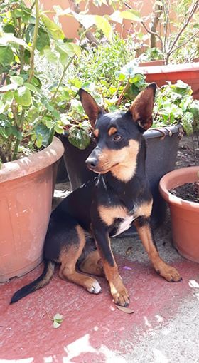 Siurgus Donigala, Popy è scomparso: “Mia figlia lo aspetta con ansia, aiutateci a trovarlo”