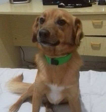 Rocky è scomparso da Monserrato, zona San Gottardo: sos per ritrovarlo