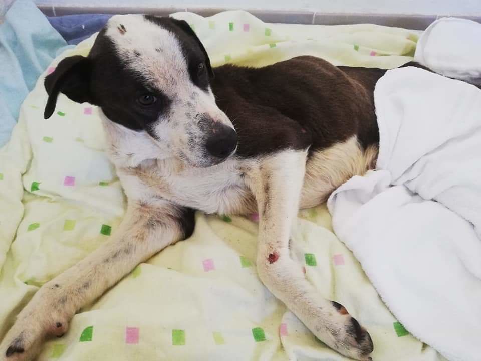 Villacidro, un pitbull trovato quasi impiccato al cancello e paralizzato: “Lo abbiamo chiamato Salvo, quanta crudeltà”