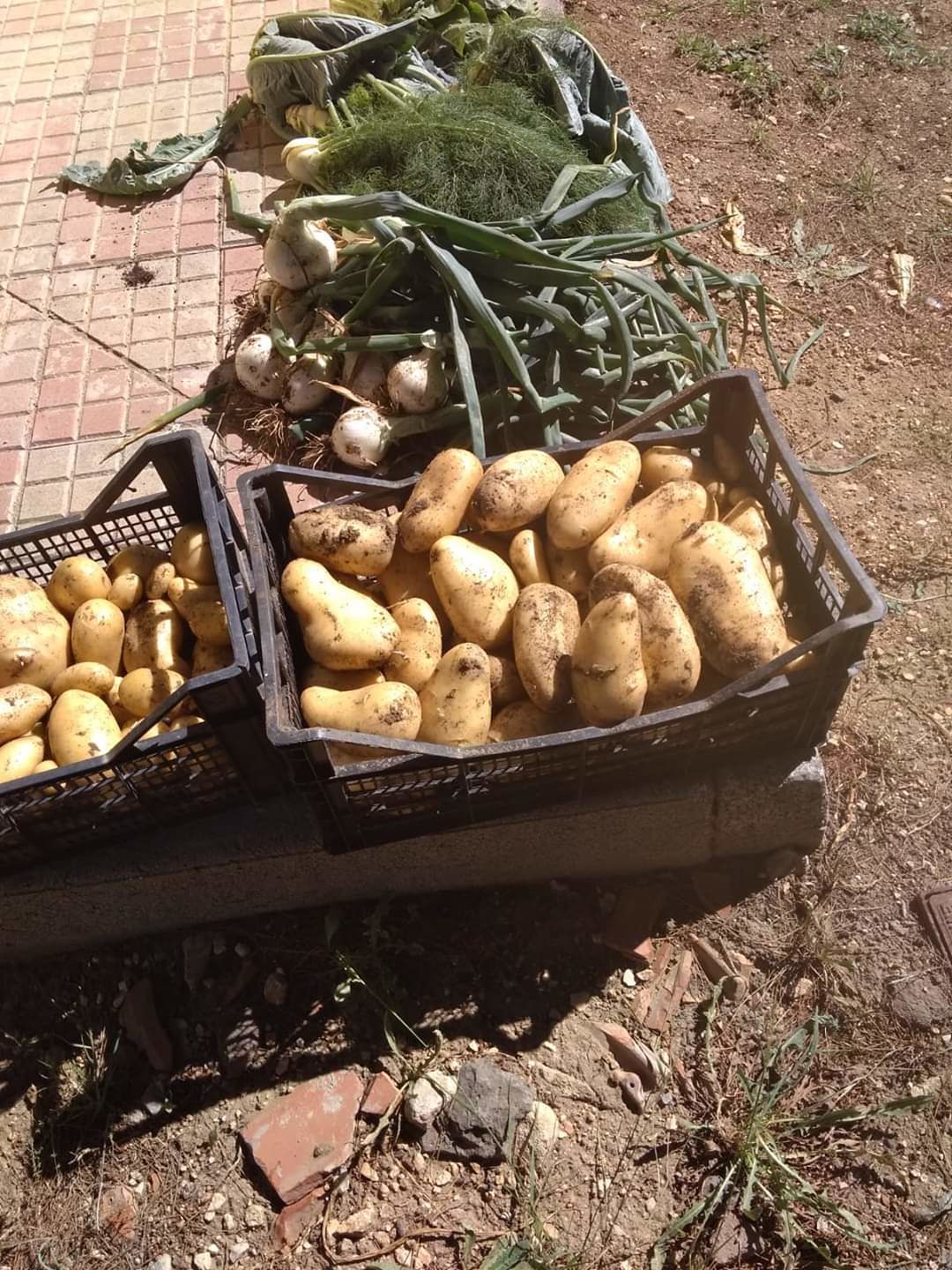 Orosei, chi semina raccoglie: ecco il raccolto dei bimbi della scuola di Gollai